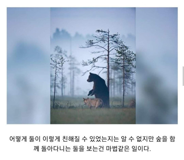 마법같은 곰과 늑대의 우정