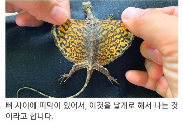 동물과 사람의 골격 비교